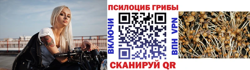 Псилоцибиновые грибы Cubensis  Евпатория 